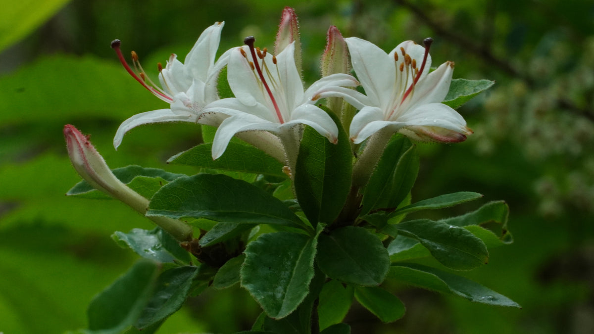 Smooth Azalea [Rhododendron arborescens]