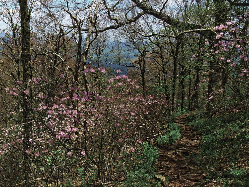Pink Shell Azalea on Pilot Mountain, Pisgah Nat.For.