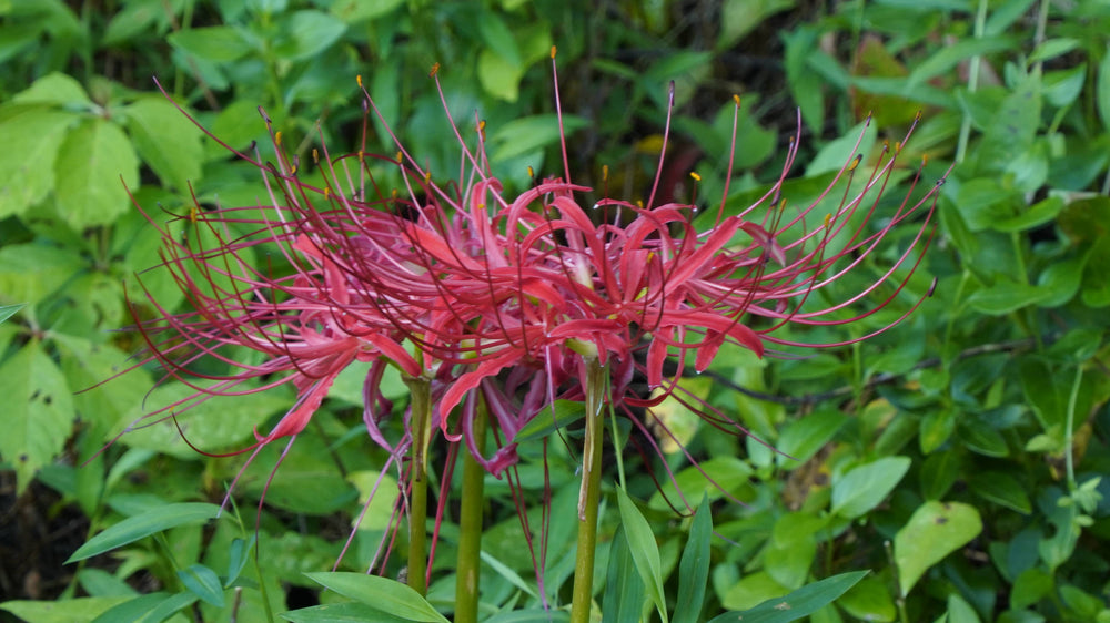 Scarlet Bee Balm [Monarda didyma]