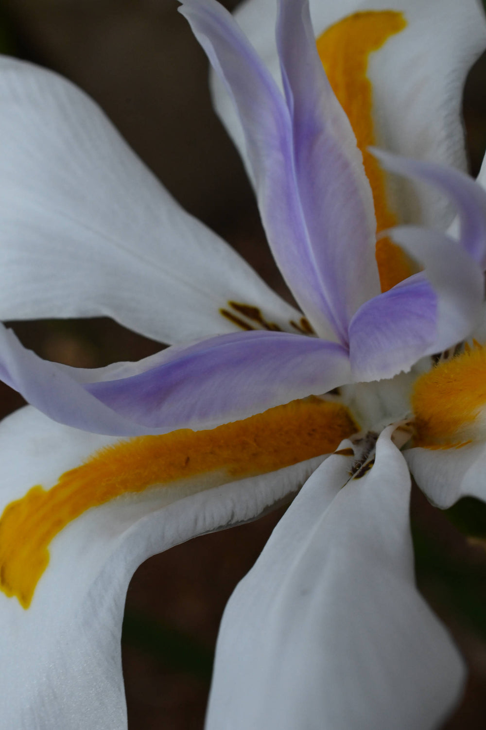 Fairy iris [Dietes grandiflora]