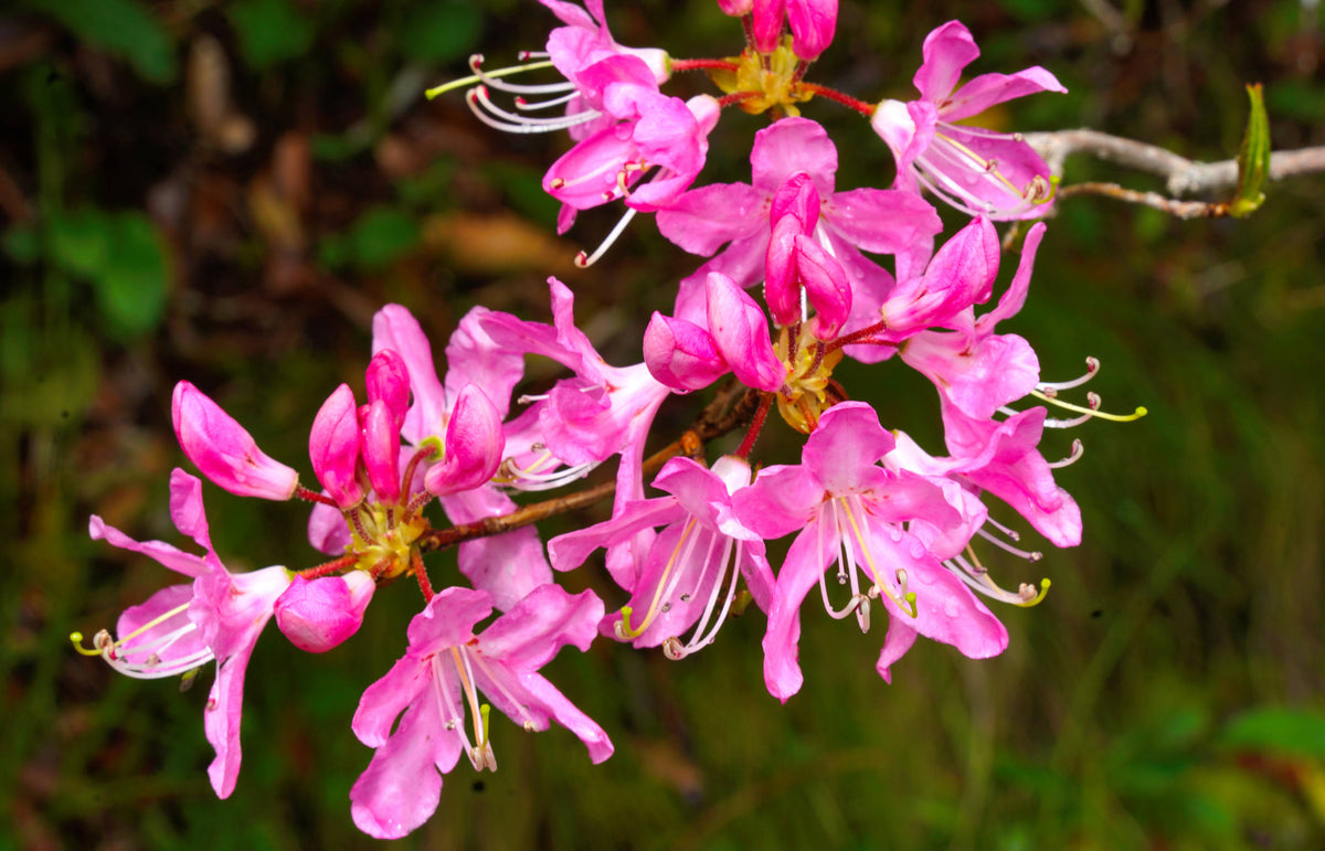 Pink Shell Azalea [rhododendron vaseyi], Pisgah Natl. Forest