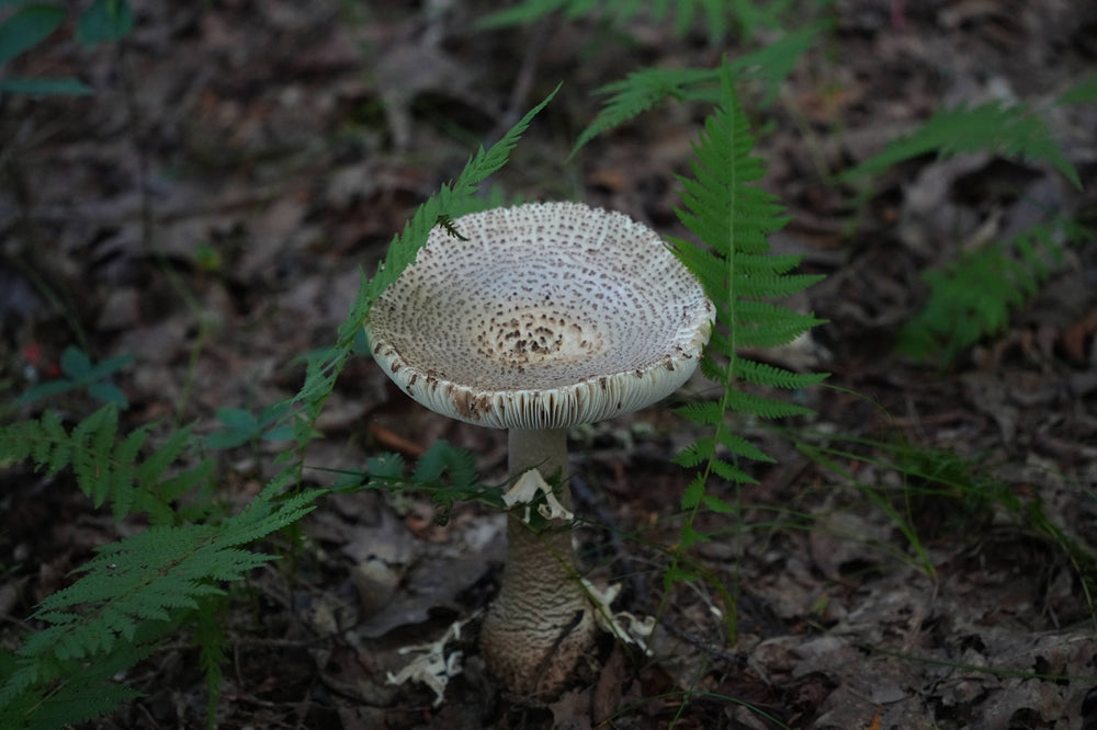 Green-spored parasol [Chlorophyllum molybdites]