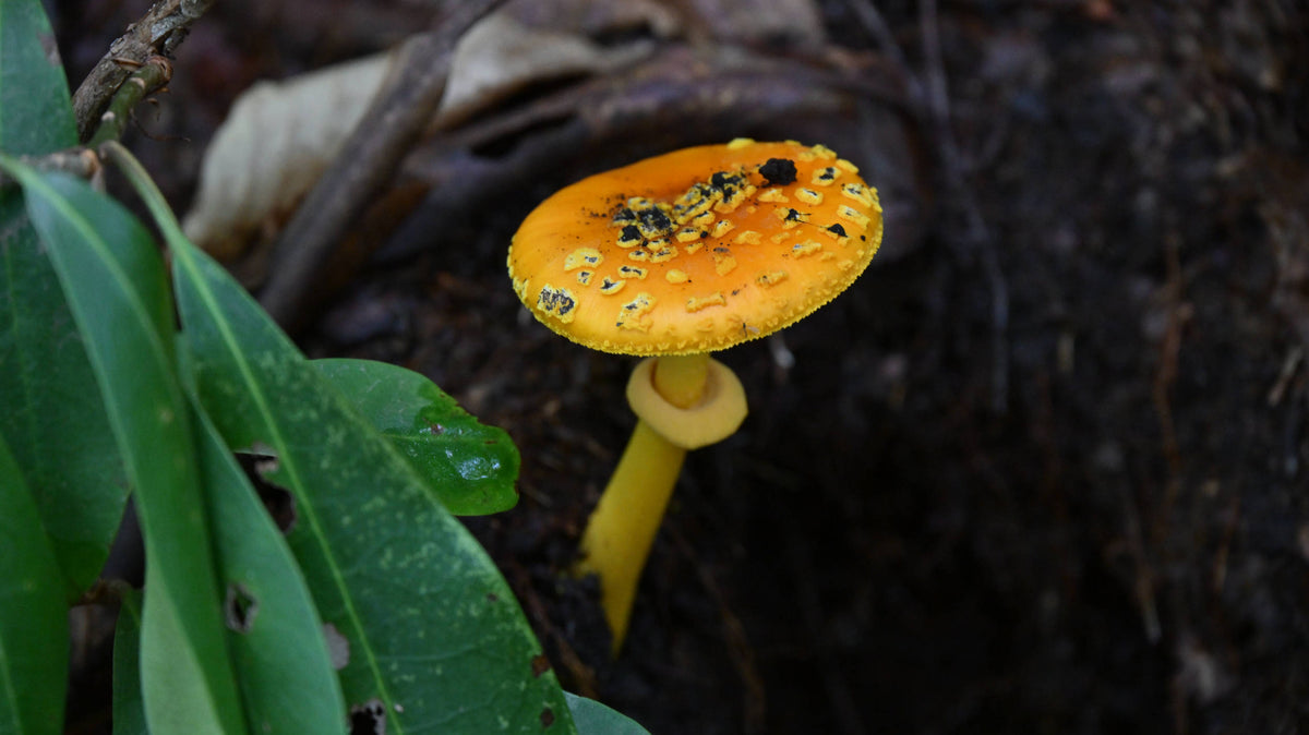Orange Amanita [Amanita flavoconia]