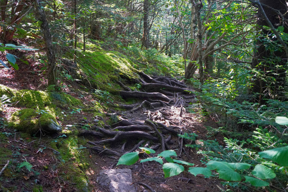 Mountains to Sea Trail on Chestnut Bald, North Carolina
