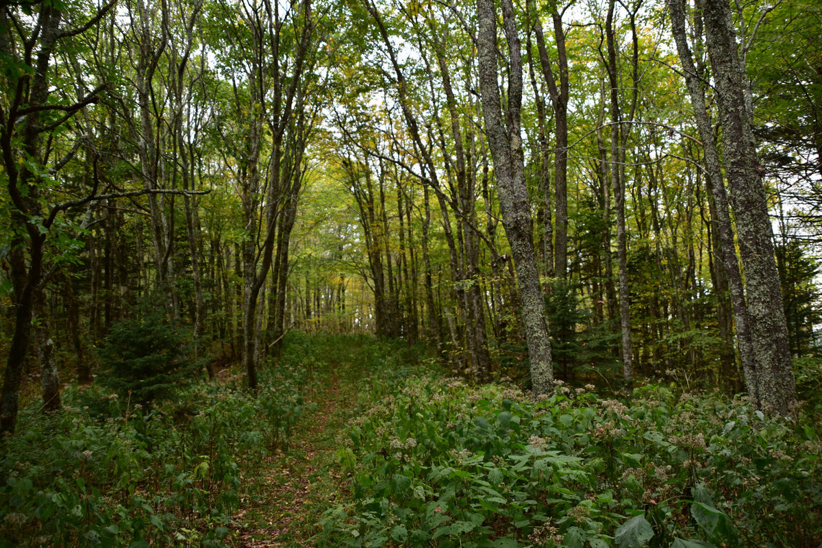 Unmarked Trail to Gage Bald, near Wet Camp Gap