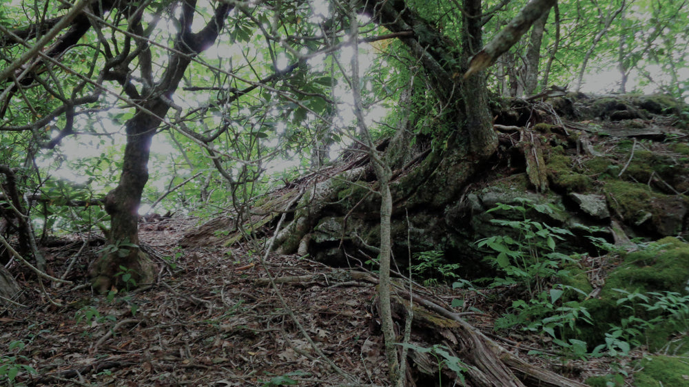 Pilot Rock Trail near Little Bald, Pisgah National Forest