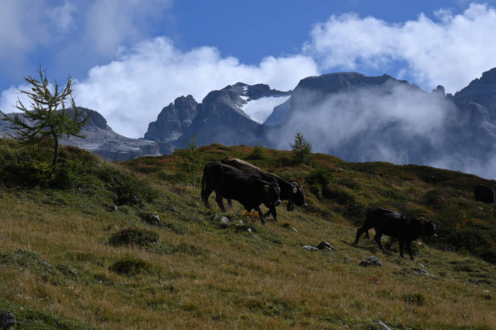 Mountain Cows near Lago Spinale, Madonna di Campiglio