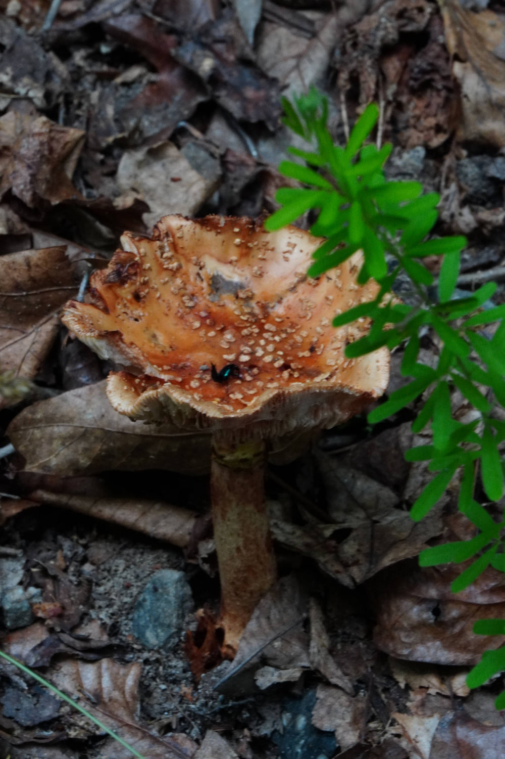 Web Cap Mushroom [Cortinarius rubellus]