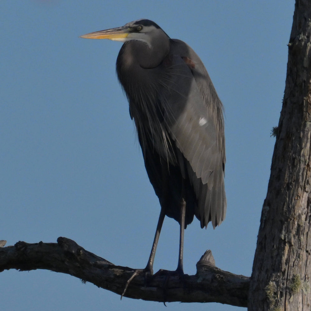 Great Blue Heron [Ardea herodias]