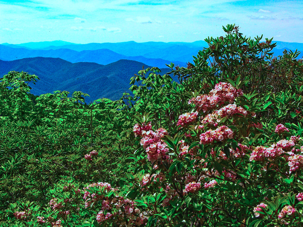 Mountain Laurel [Kalmia latifolia] Cold Mountain