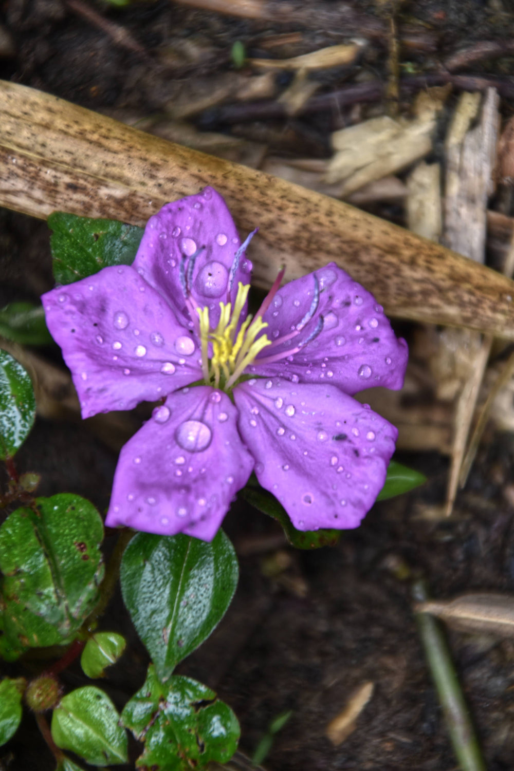 Princess Flower [Pieroma urvilleanum]