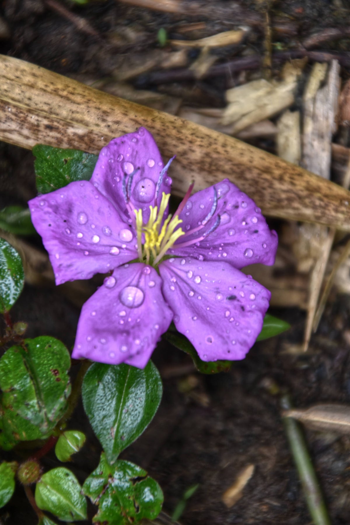 Princess Flower [Pieroma urvilleanum]