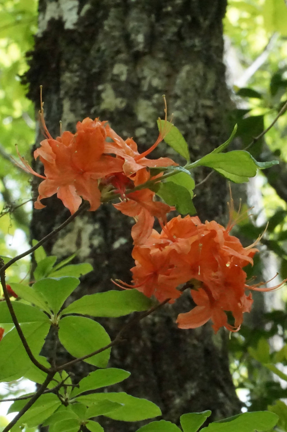 Flame Azalea [Rhododendron calendulaceum]