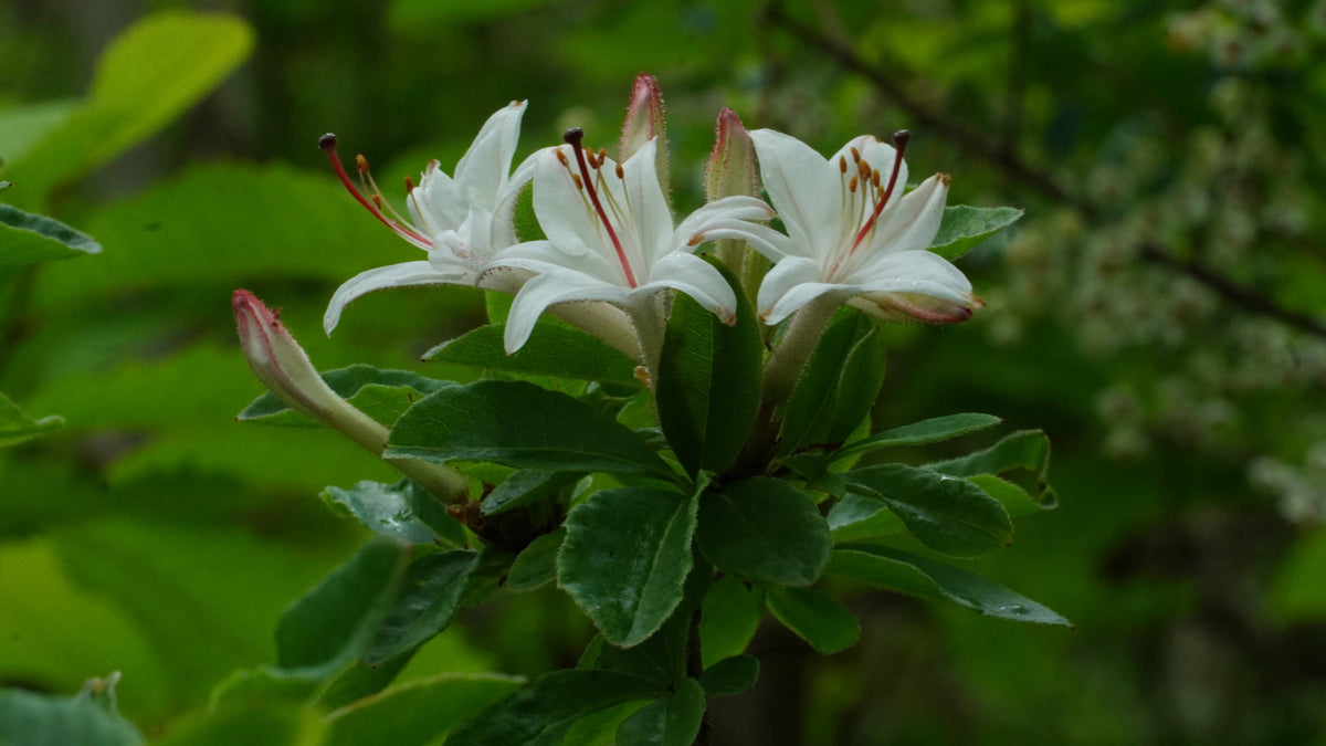 Swamp Azalea [Rhododendron viscosum]