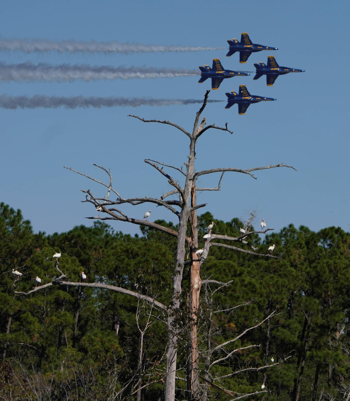 White Ibis [Eudocimus albus] with US Navy FA-18 Flt. Dem. Squad