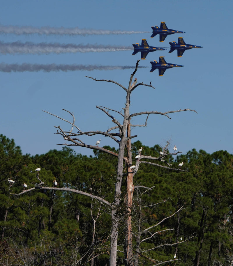 White Ibis [Eudocimus albus] with US Navy FA-18 Flt. Dem. Squad