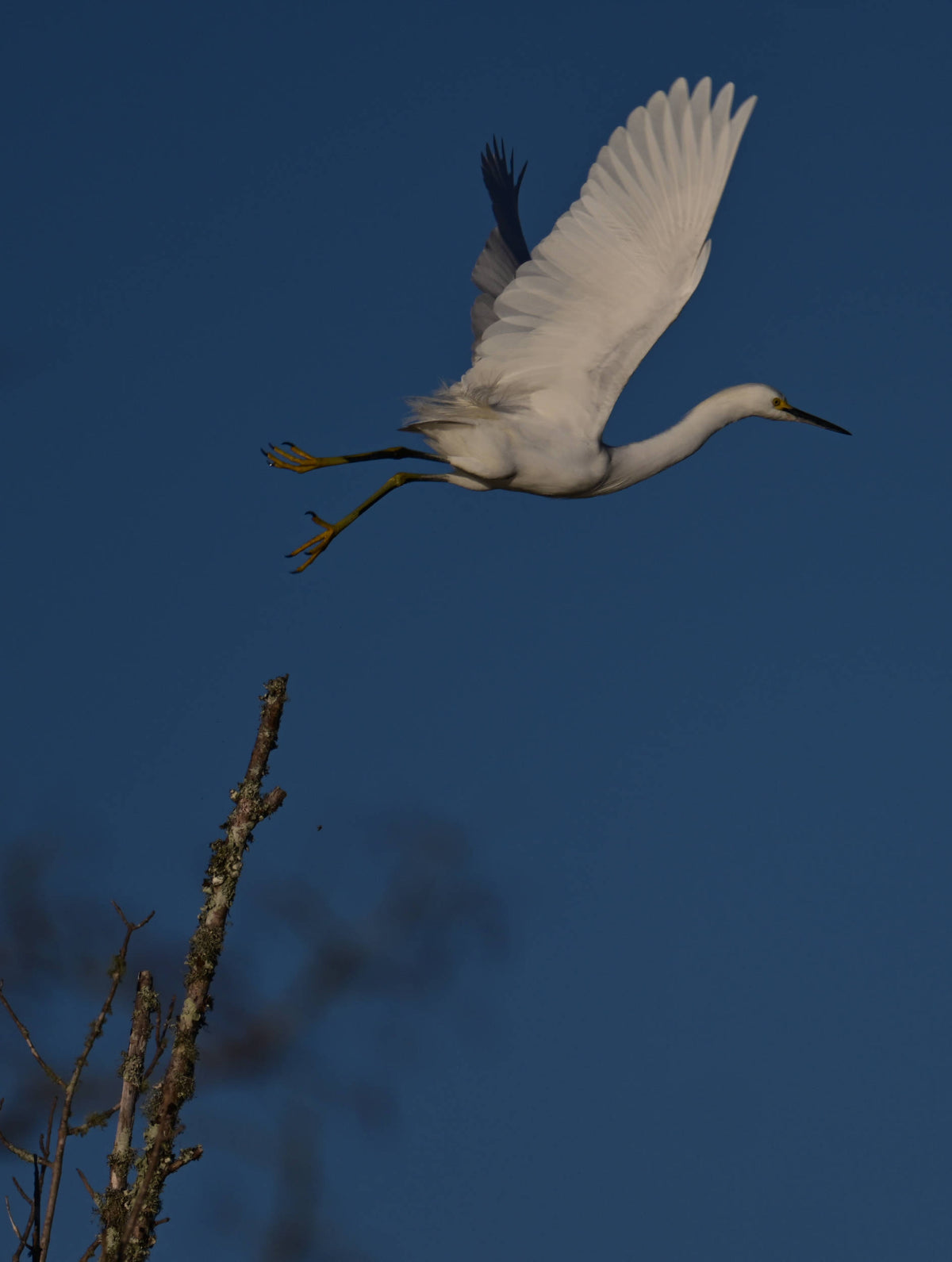 Snowy Egret [Egretta thula]