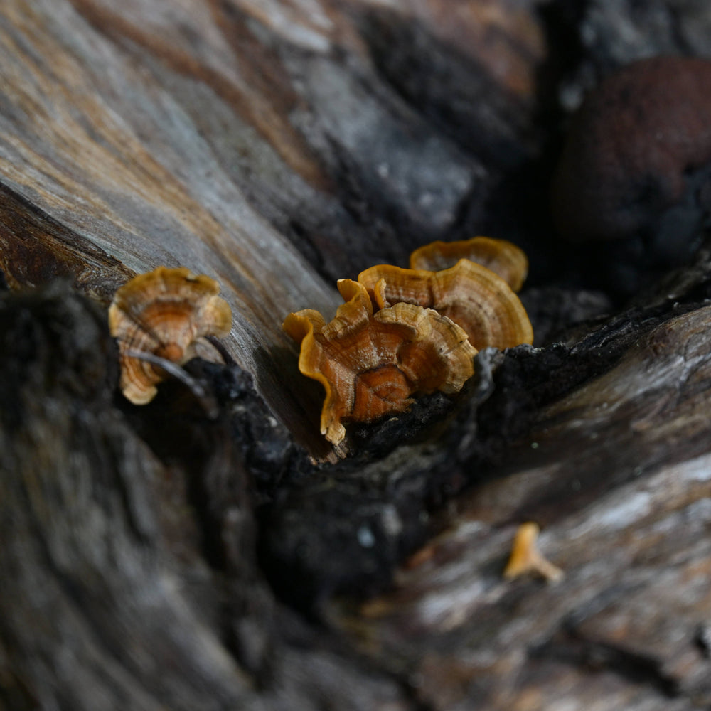 Turkey Tail Mushroom [Trametes versicolor]