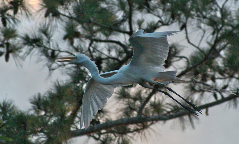 Great Egret [Ardea alba]