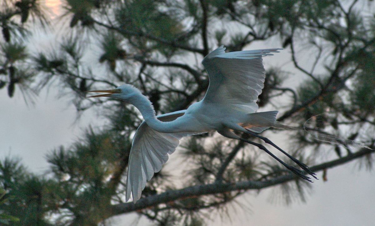 Great Egret [Ardea alba]