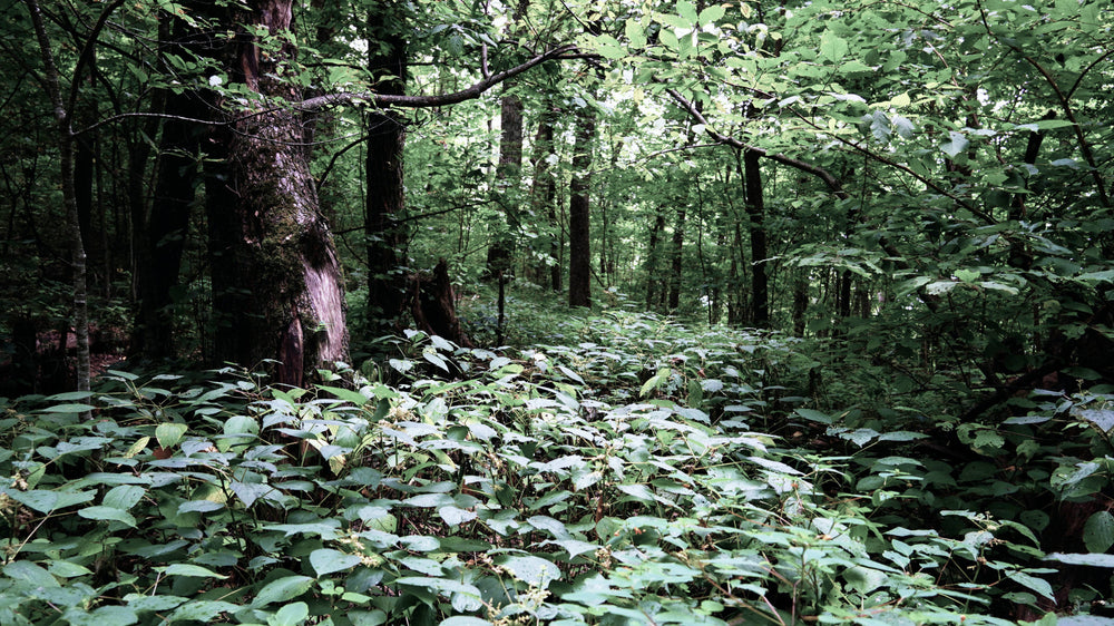 Heavy Annual Growth on Soapstone Ridge, Pisgah National Forest