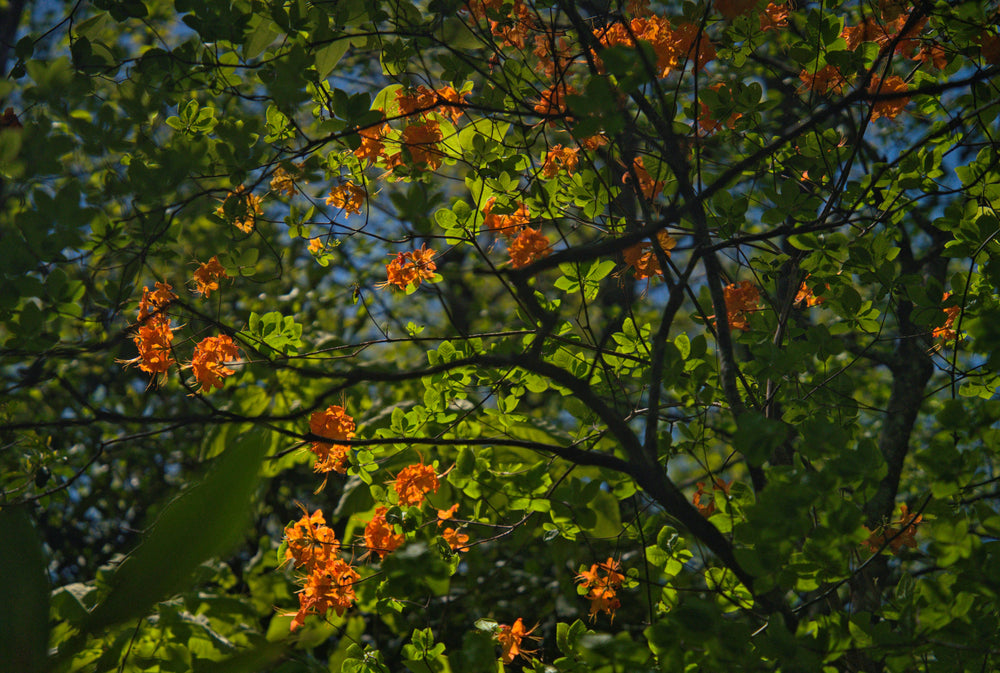Flame Azalea [Rhododendron calendulaceum]