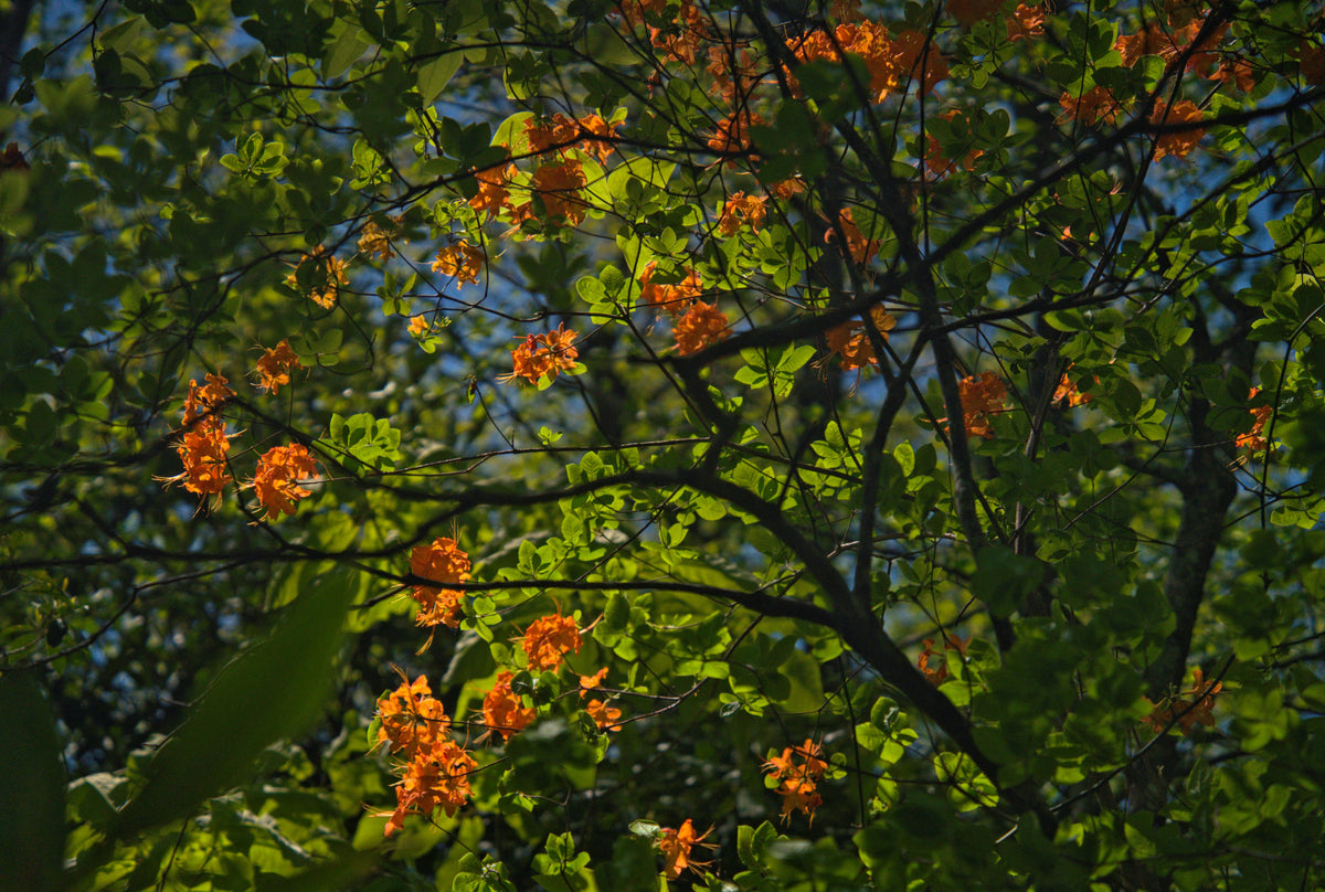 Flame Azalea [Rhododendron calendulaceum]