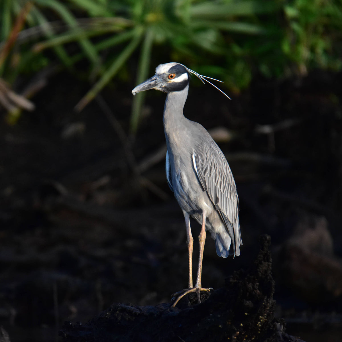 Yellow Crowned Night Heron [Nycticorax violaceus]