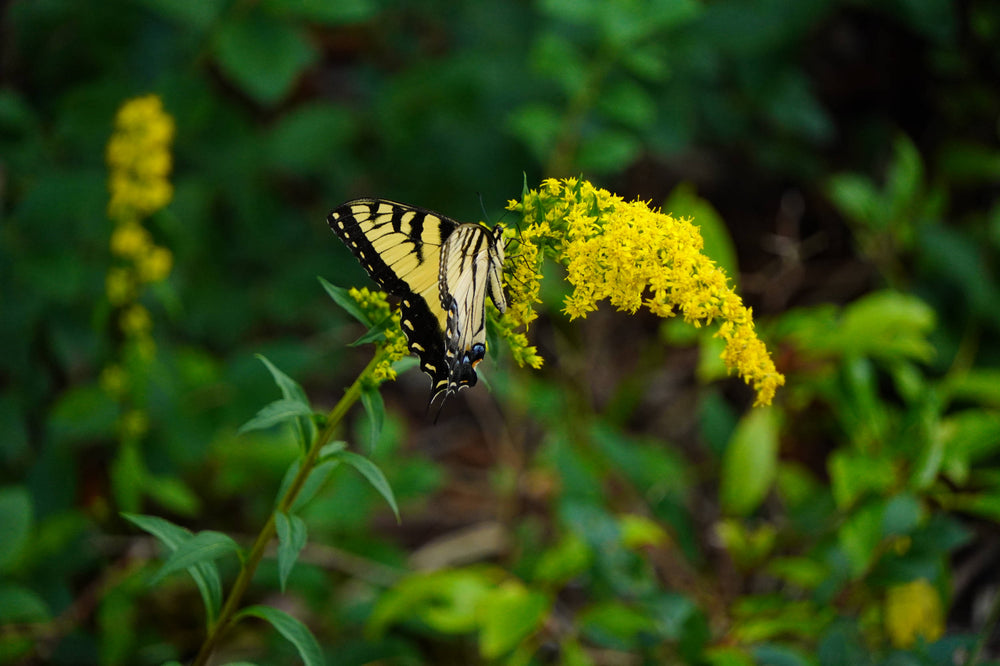 Eastern Tiger Swallowtail Butterfly [Papilio glaucous]