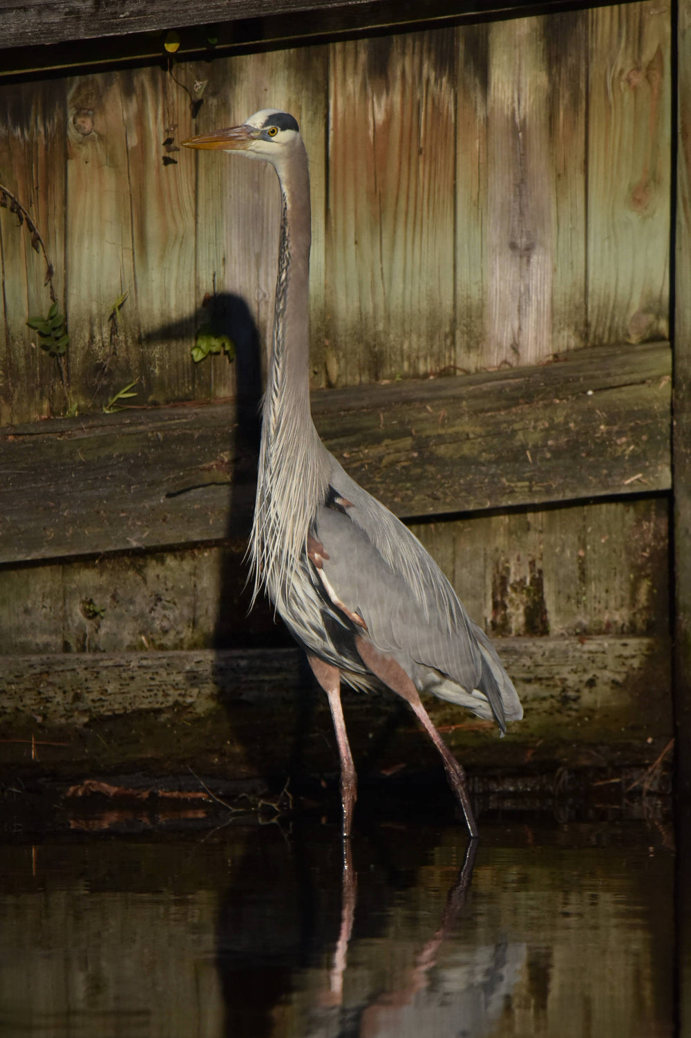 Great Blue Heron [Ardea herodias]