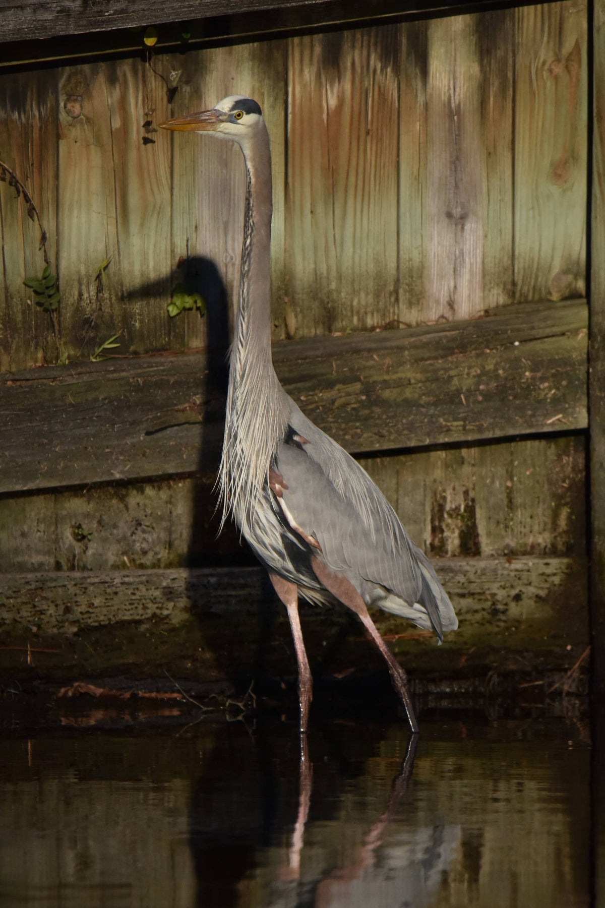 Great Blue Heron [Ardea herodias]