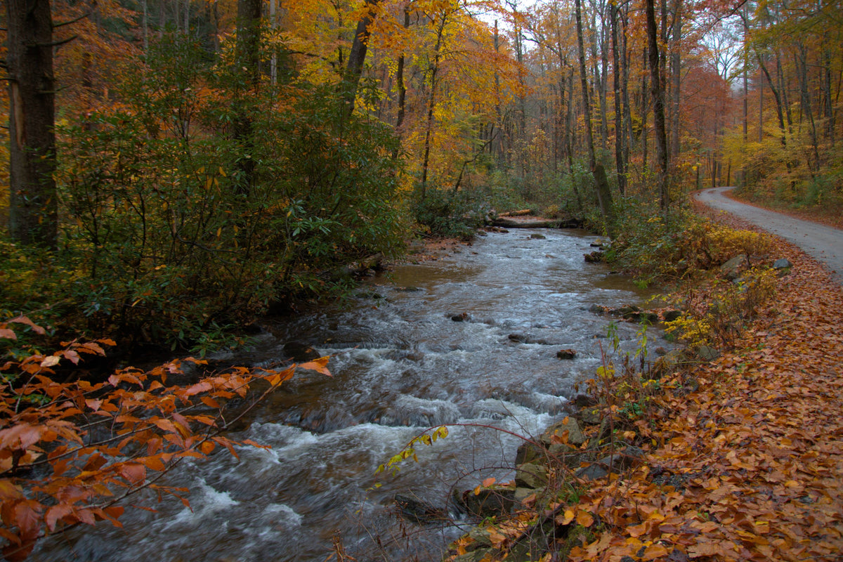 Fall Color Display at Avery Creek