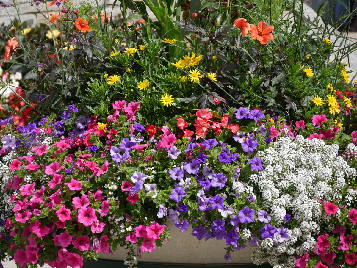 A multitude of flowers in Chamonix
