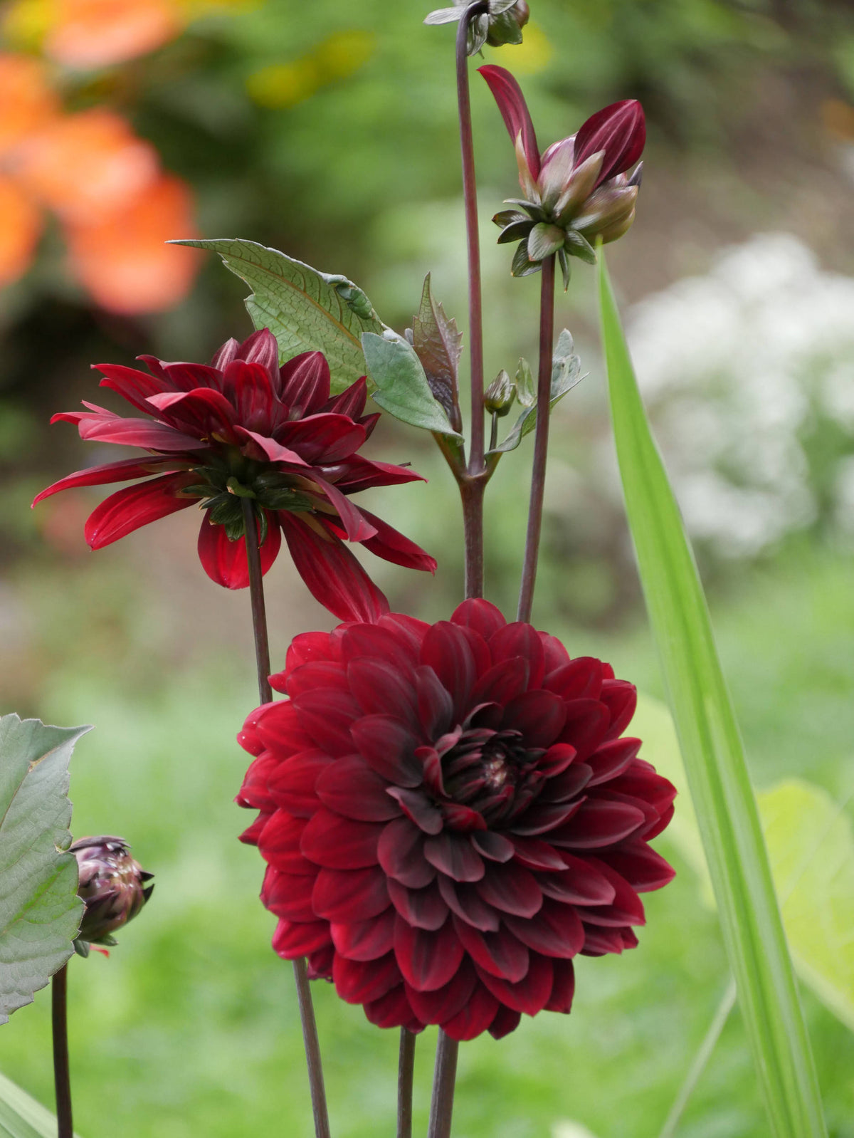 Red Dahlia [Dahlia coccinea]