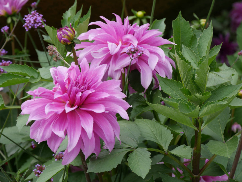 Pink Dahlia [Dahlia pinnata]