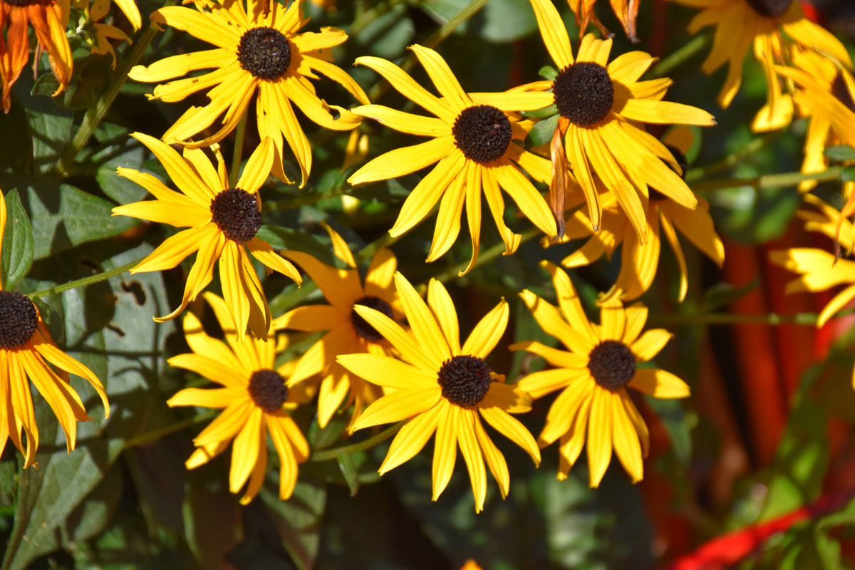 Black-Eyed Susan [Rudbeckia hirta]