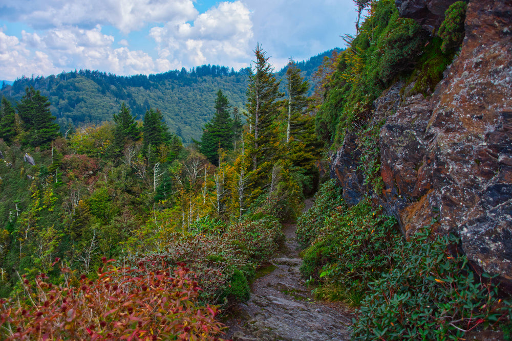 The Appalachian Tr. near Charlie's Bunion, Gt. Smokies Nat. P.