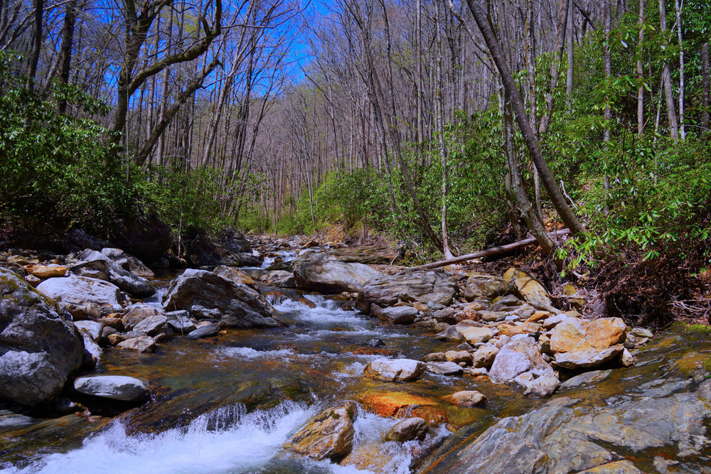 Greasy Prong in Shining Rock Wilderness