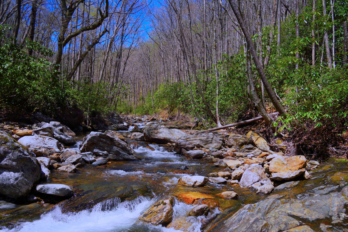 Greasy Prong in Shining Rock Wilderness