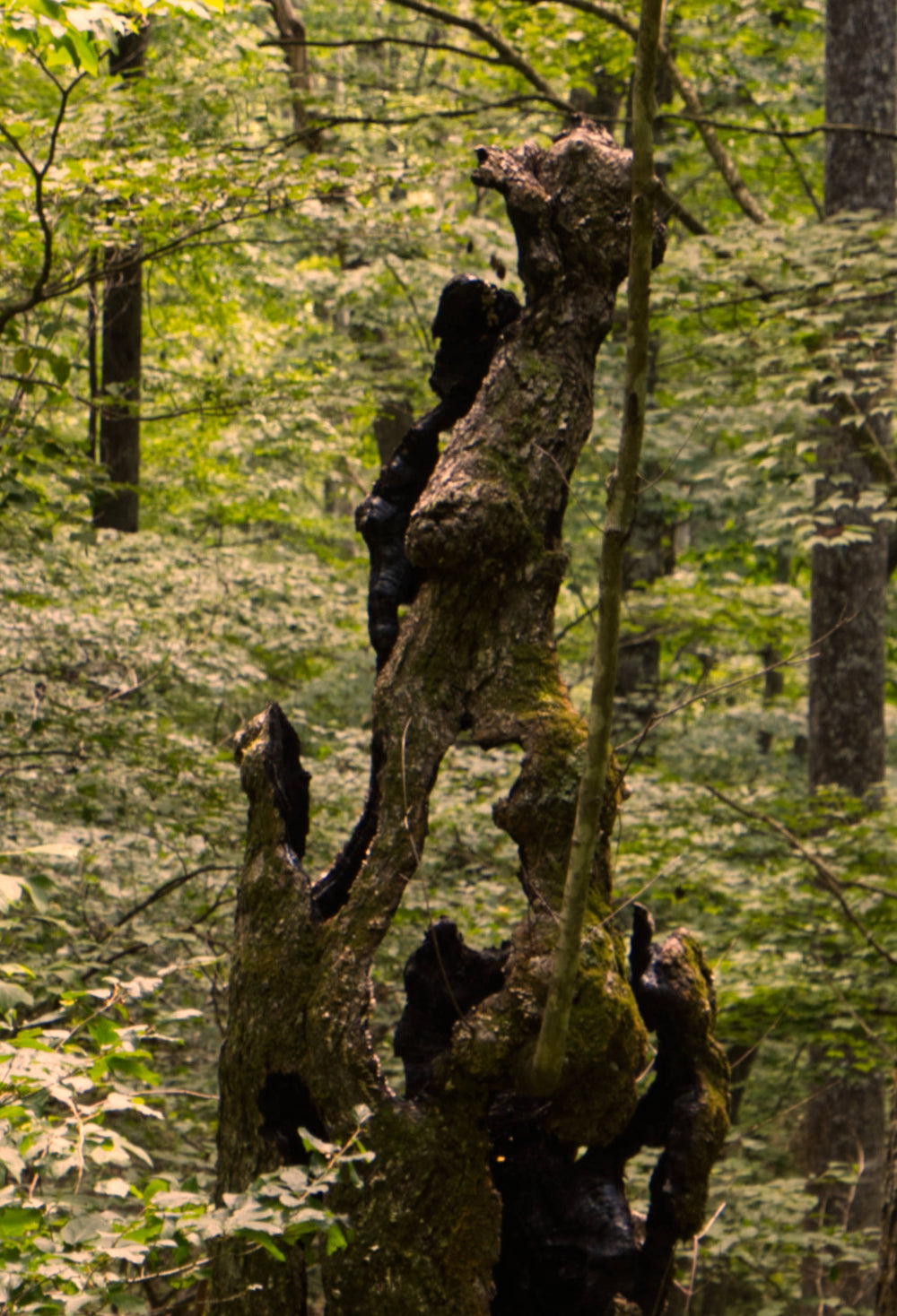 Rotting Tulip Poplar [Liriodendron tulipifera]