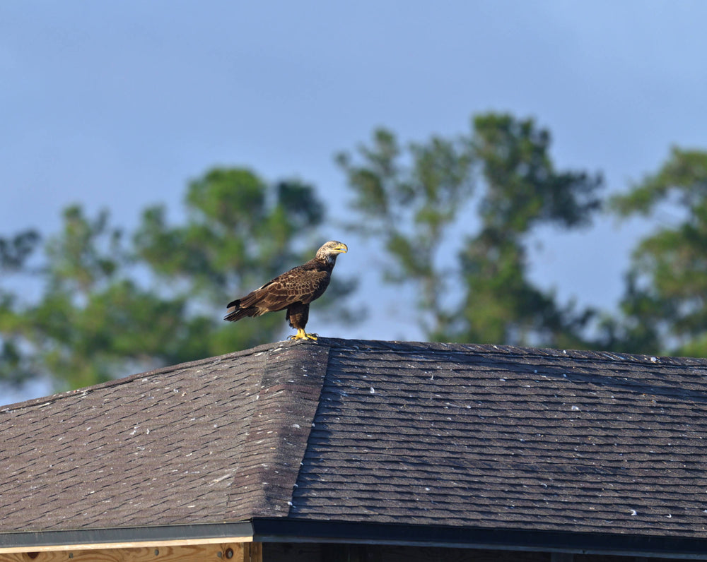 [Haliaeetus leucocephalus]