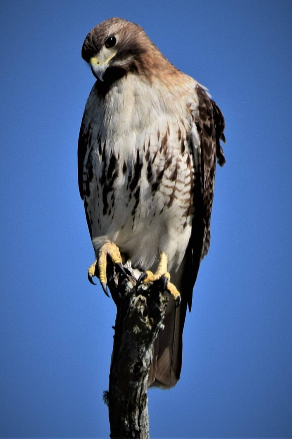 Red-Tailed hawk [Buteo jamaicensis]
