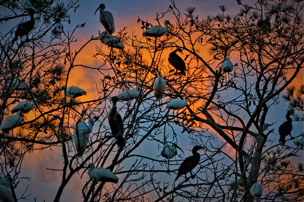 Bird Party