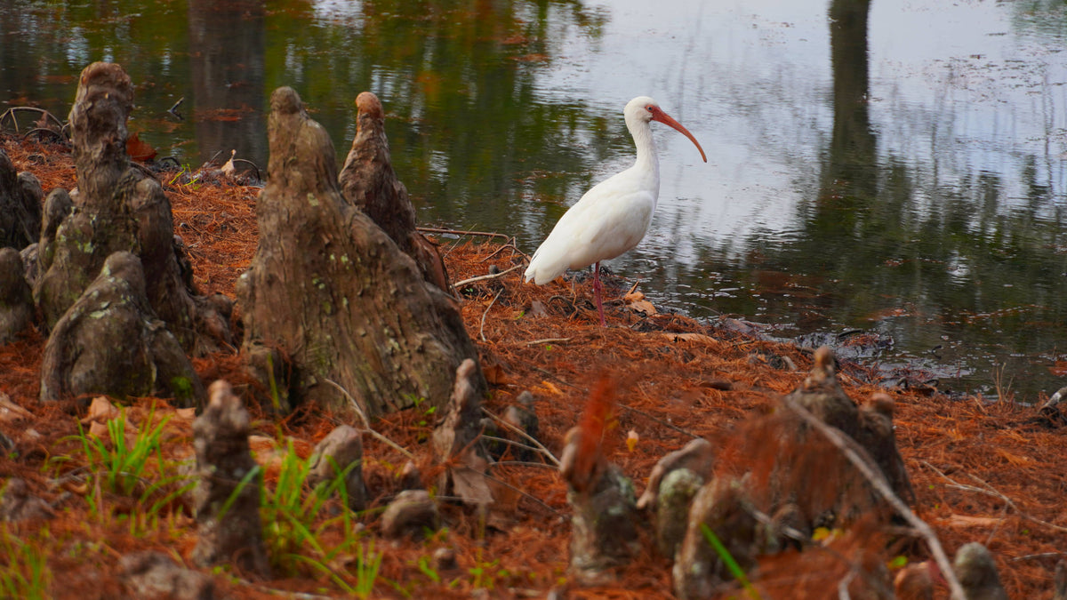 White Ibis [Eudocimus albus]