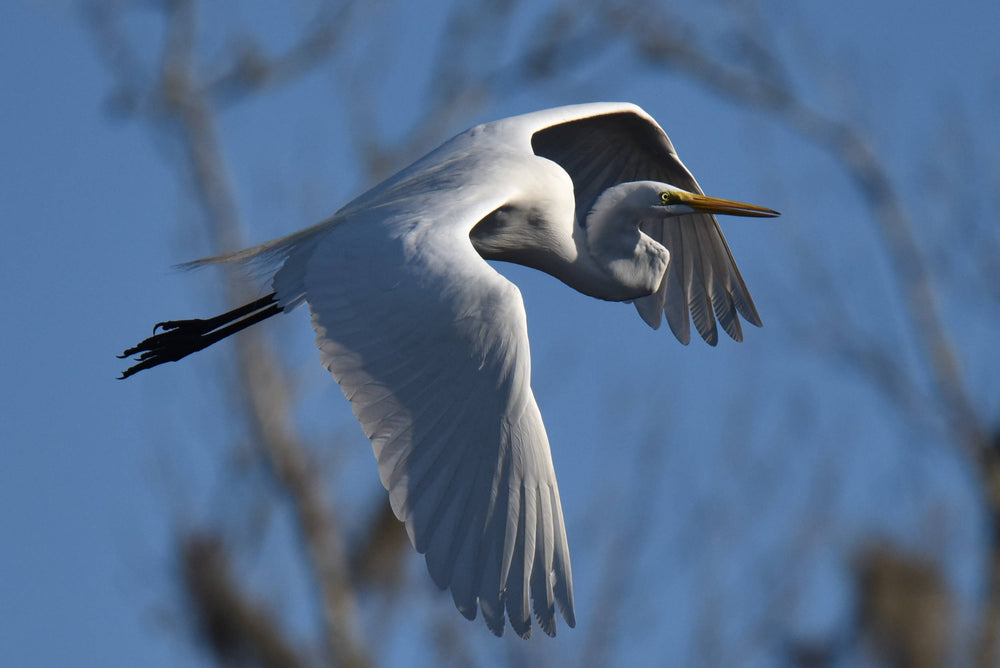 Great Egret [Ardea alba]