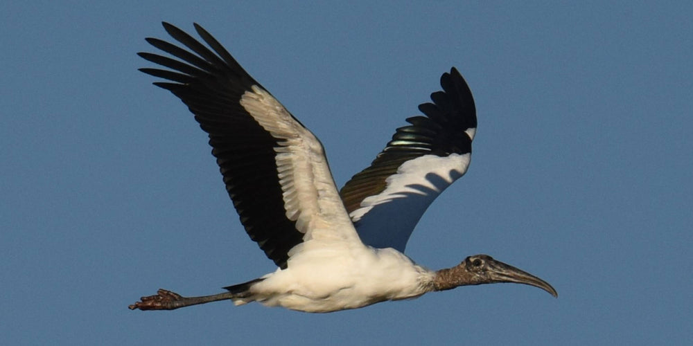 Wood Stork [Mycteria americana]