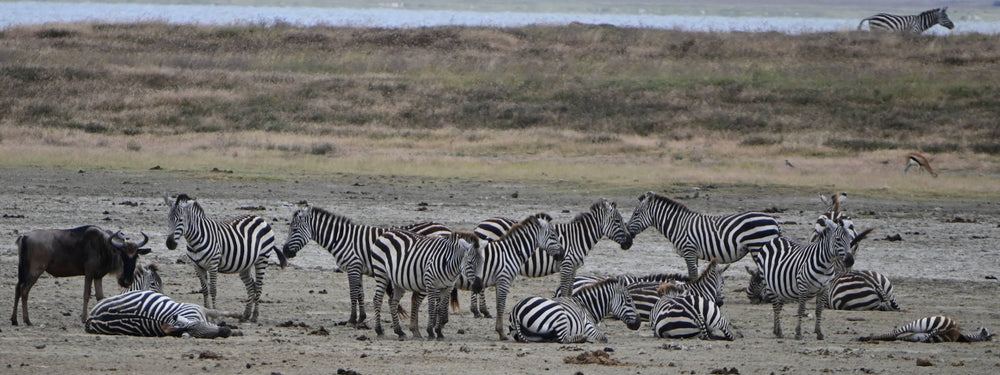 Zebra Herd [Equus quagga]