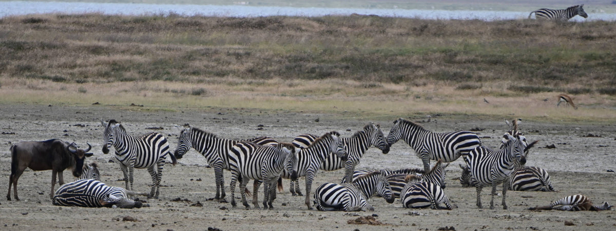 Zebra Herd [Equus quagga]