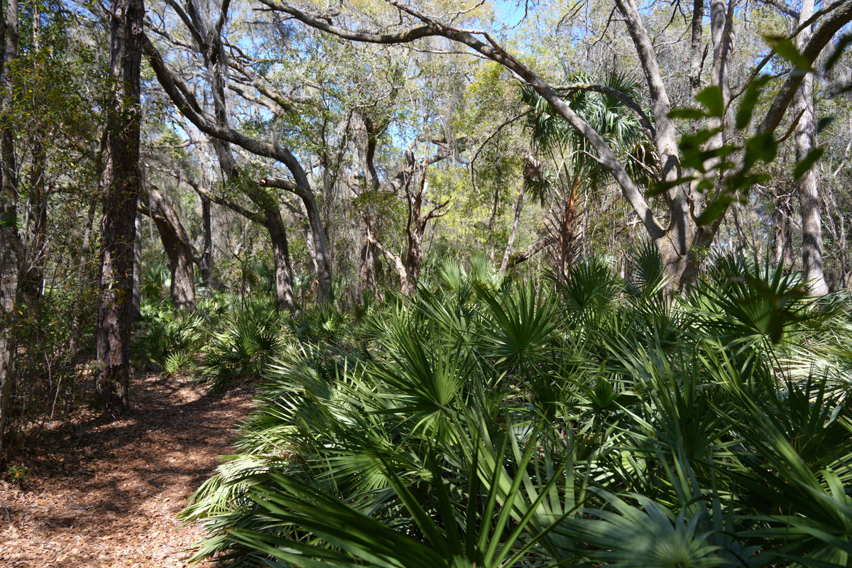 Clearlake Trail Ocala