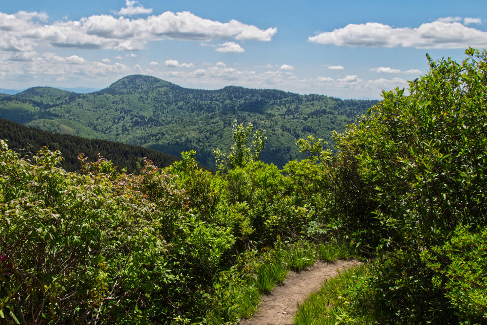 Mt. Hardy viewed from Sam Knob Trail, Pisgah Nat'l Forest